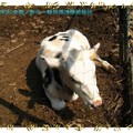 彰化-綠色環境學習營地之小牛(132)
