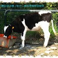 彰化-綠色環境學習營地之小牛(134)