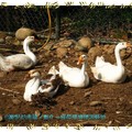 彰化-綠色環境學習營地之白鵝(138)