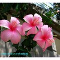 粉色朱槿(扶桑花)-彰化藝術高中(003)