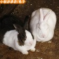 兔子(185)