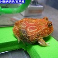紅角蛙(188)