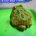 綠角蛙(195)