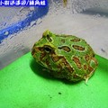 綠角蛙(196)
