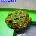 綠角蛙(197)