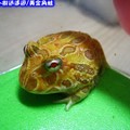 黃金角蛙(200)