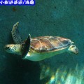 沖繩-海洋博公園水族館之海龜(203)