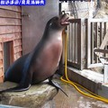 遠雄悅來渡假飯店-海洋公園等待拍照之海獅(207)
