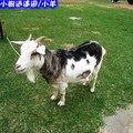 沖繩-山中森林廣場之羊兒(209)