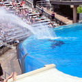 shamu2