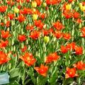 　　這些照片，有些是在荷蘭的庫肯霍夫花園 (Keukenhof) 拍的，也有一些是在荷蘭每十年一次的花展(Foriade) 拍回來的!