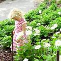 　　這是在荷蘭某花園拍的，那天遇到小女生時，她正靜靜地低頭看花，我向旁邊她的母親打了個：「可不可以拍照？」的手勢，她母親點點頭，我就偷偷地、賊賊地，拍下她專心賞花的神態，實在是不忍心打擾這麼可愛的小天使呢！