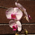 花園 - 5