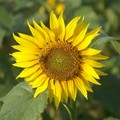 太陽花 - 1