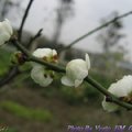 Photos of beautiful plums collected from websites about gardening.