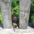 誰說猴子喜歡吃香蕉?!