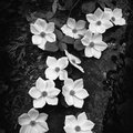 Dogwood Blossoms by Ansel Adams