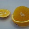 柳橙 - 3