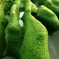 jadeite cabbage