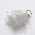 White rose darkmatter