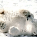 Polar Bear-3