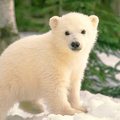 Polar Bear-4