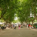 清晨的襄陽公園是老人聖地，梧桐樹下眾多乘著輪椅的老人正透氣納涼。