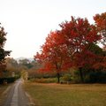 神道旁梅花山附近幾株楓樹紅得燦爛。
