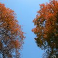松風閣兩旁的紅葉，雖非楓槭，但紅得燦爛。