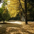 靈谷景區淞滬抗戰陣亡將士紀念碑旁。金黃的葉與地上的枯葉相映成趣，是如此詩情畫意。