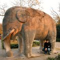 50 孝陵神道可愛的石象