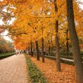 銀杏黃了，楓葉紅了，為南京的秋色震撼不已。