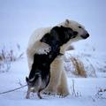 當哈士奇遇上了野生北極熊， 會有什麼下場？！