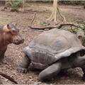 一隻才一歲大+失去親人的小河馬和一隻 130 歲的象龜變成了好朋友