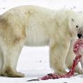 溶冰導致北極熊自相殘殺