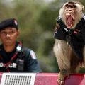 泰國猴警