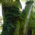 2700年鹿林神木