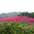  每年春天總會造訪陽明山的櫻花，

  不管是看著綻放的花容，抑或落英繽紛，

  總有種萬般皆是美景、只歎稍縱即逝的淒美之感！

