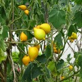 這種果實已許久不見，至今我還是不知其果名。
但是也曾被用來當作盆栽的花材。