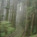 蜿蜒而上的阿里山森林火車
