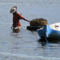 貝里尼島採集珊瑚草的婦人