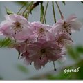 賞櫻阿里山 - 雨情枝垂組合愛心形狀