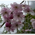 賞櫻阿里山 - 天然的櫻花墜子