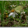 (粉蝶科) 展翅寬 50 - 65 mm，本種有二型，無紋型和銀紋型
http://gaga.biodiv.tw/new23/9406/07.htm