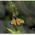 (蛺蝶科)  小型蝶，翅膀表面橙黃色具細緻的褐色線紋
http://gaga.biodiv.tw/new23/000x/0927_s2.htm