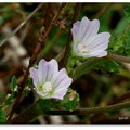 Low mallow 錦葵科　http://woodman-garden.blogspot.com/2007/03/blog-post_8019.html