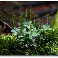 小椒草，一柱香，山地陰濕處及森林之岩壁、樹幹上自生。
http://plant.tesri.gov.tw/plant/WebShowBPlant.aspx?tno=345001140&spkind=1