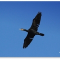 【杜甫·遣悶詩】中：「家家養烏鬼，頓頓食黃魚。」http://fortraveler.blogspot.com/2008/10/great-cormorant.html