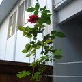 我在陽台種植的玫瑰花