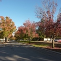 【最夢幻的秋季】－加州小鎮 Davis 2010 - 100
